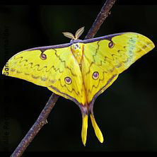 Internationale Insektenb&ouml;rse