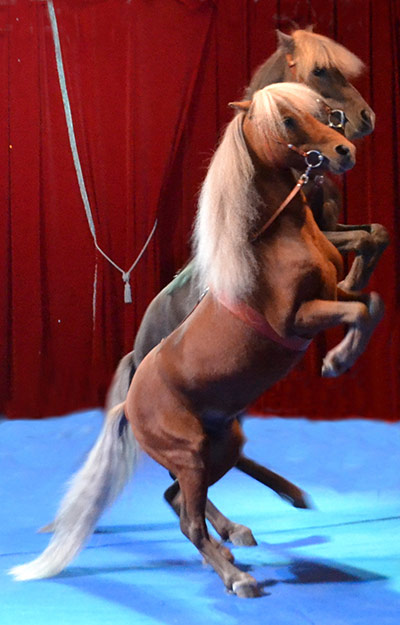 Cirque de No&euml;l 2014