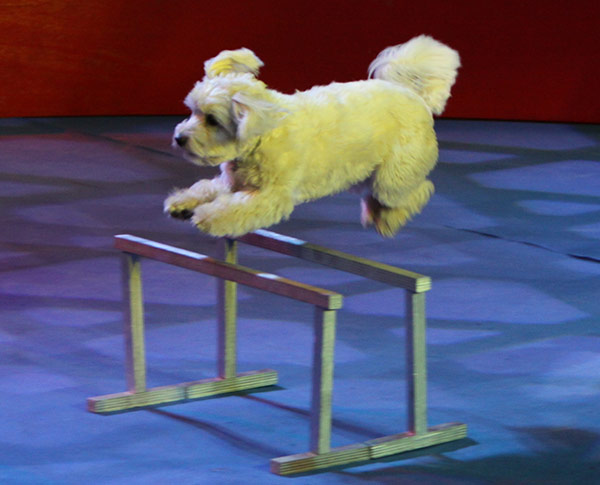 Cirque de No&euml;l 2014