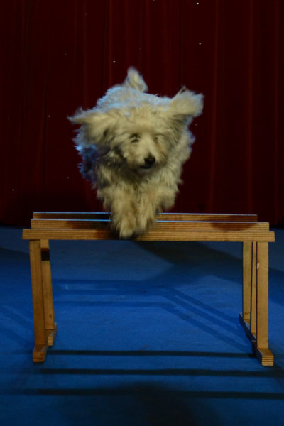 Cirque Helvetia 2014