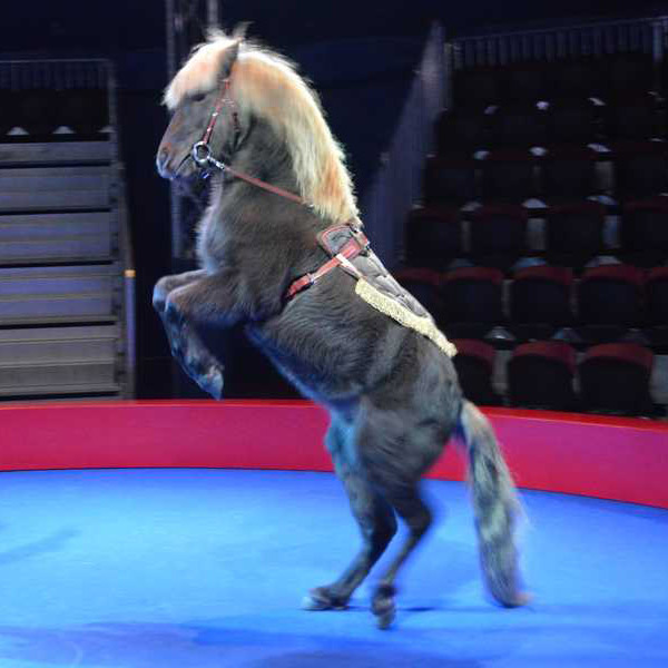 Cirque Helvetia 2015