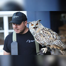 Faszination Greifvogel & Eulen Erlebnis