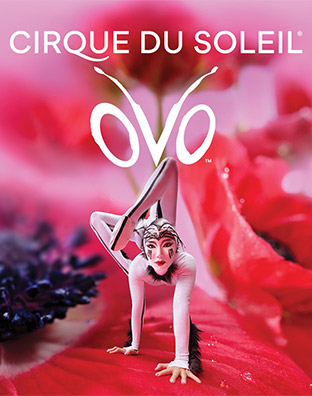 Cirque du Soleil - OVO
