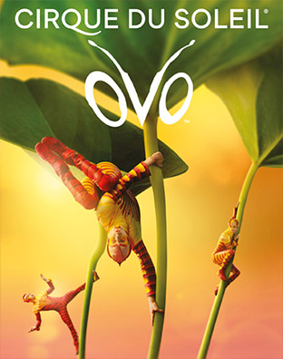 Cirque du Soleil - OVO