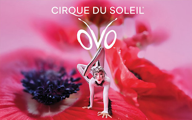 Cirque du Soleil - OVO
